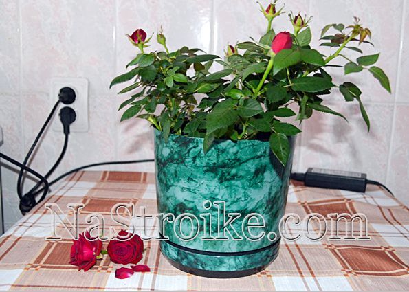 Как пересадить комнатную розу после покупки? Инструкция по пересадке розы с пошаговым фото