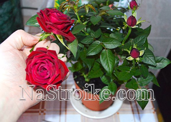 Как пересадить комнатную розу после покупки? Инструкция по пересадке розы с пошаговым фото