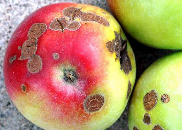 Вредители и болезни плодовых деревьев. Меры защиты