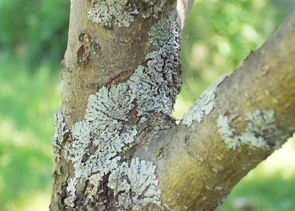 Вредители и болезни плодовых деревьев. Меры защиты